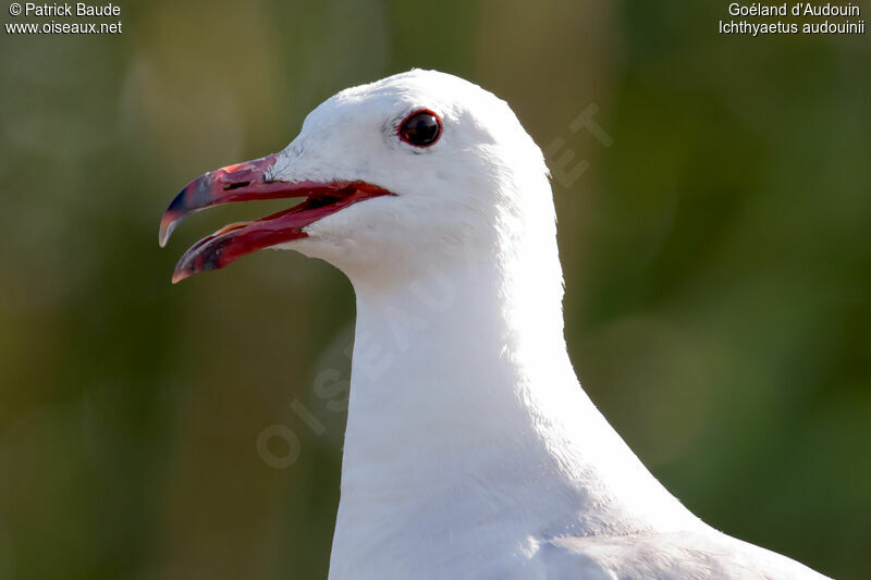 Goéland d'Audouinadulte nuptial, identification