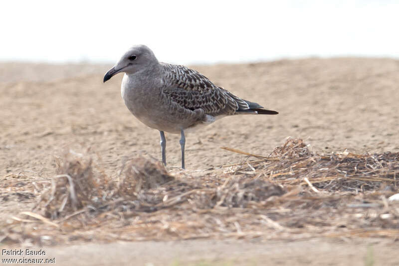 Audouin's Gulljuvenile, identification