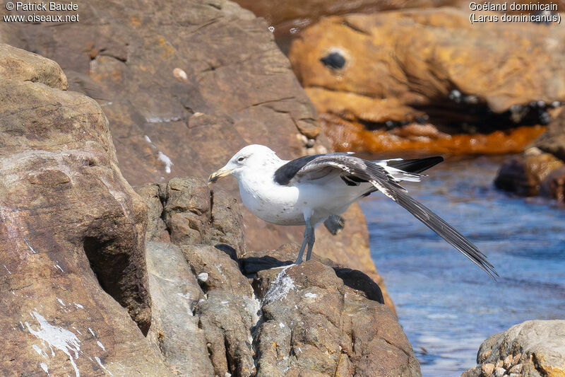 Goéland dominicainadulte