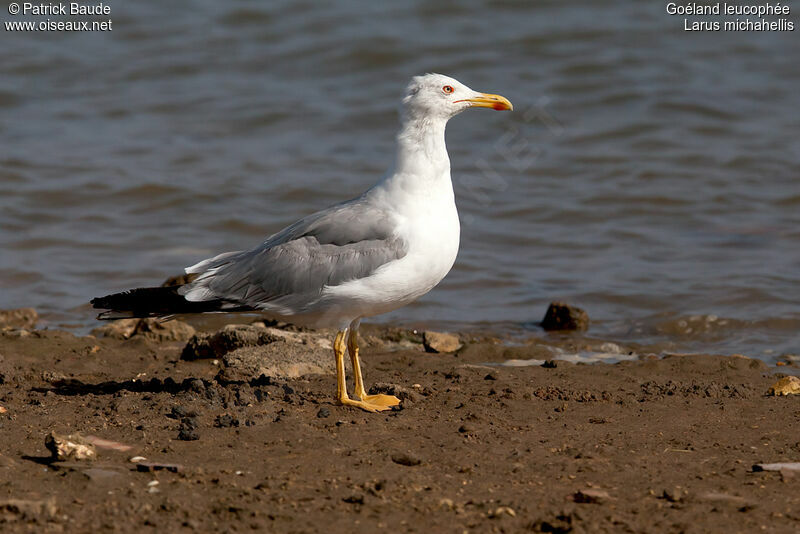 Yellow-legged Gulladult breeding, identification