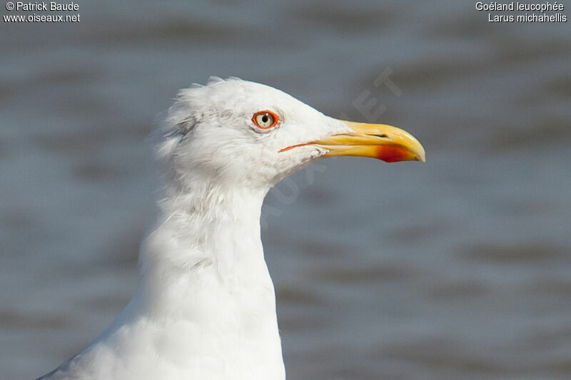 Goéland leucophéeadulte nuptial, identification