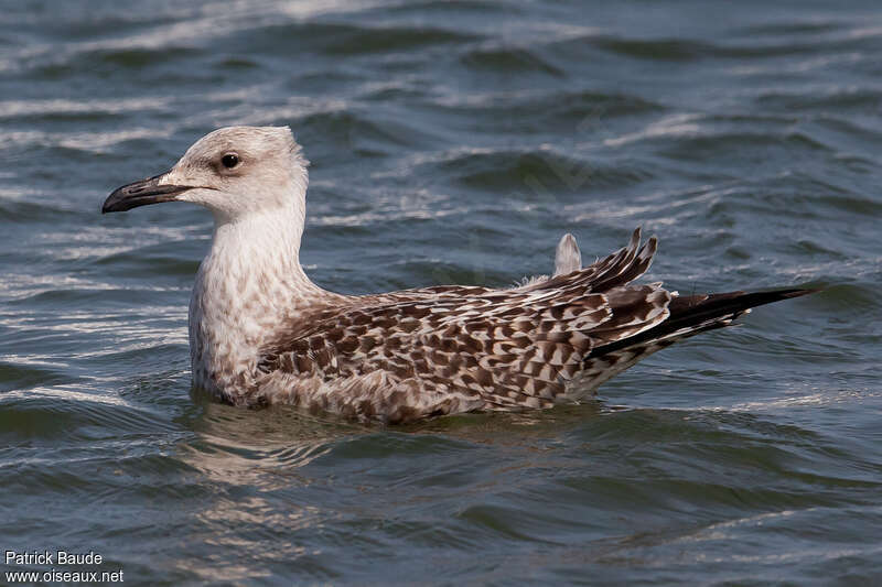 Yellow-legged Gulljuvenile, identification