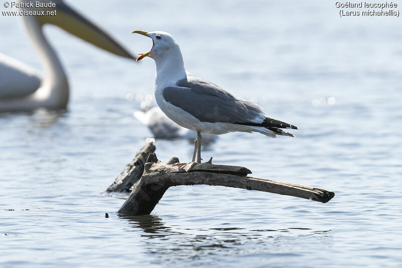 Goéland leucophéeadulte