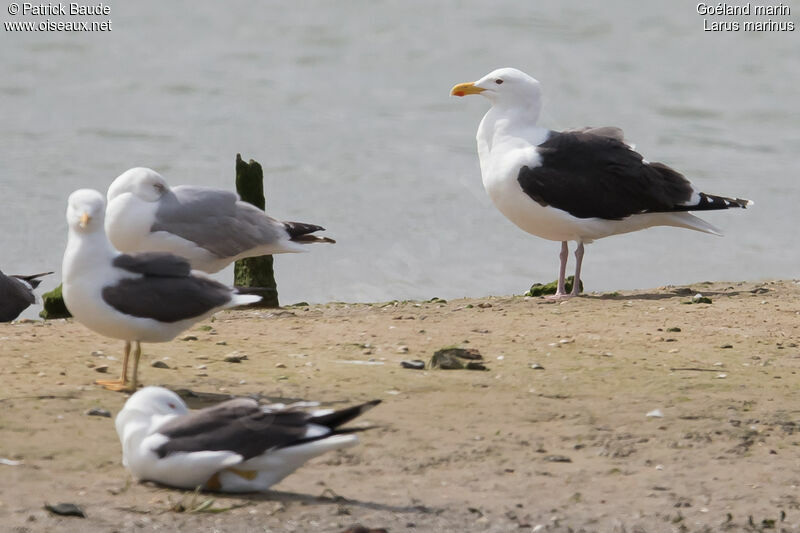 Goéland marinadulte nuptial, identification