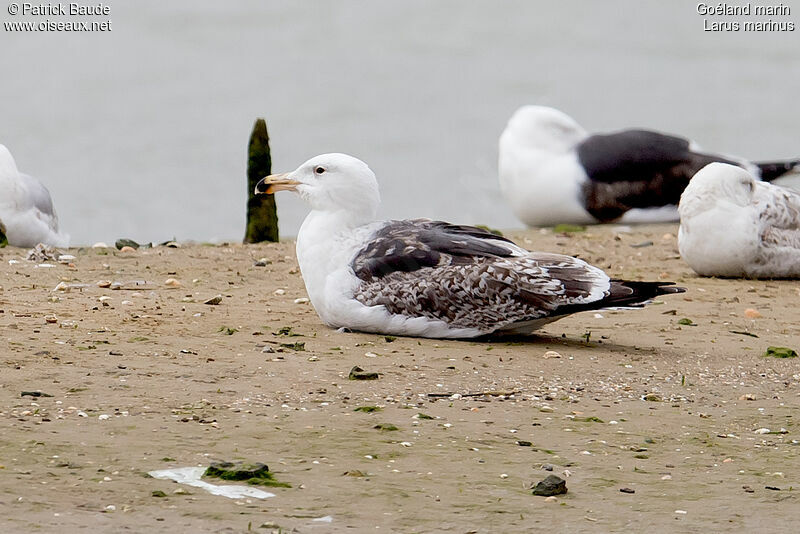 Great Black-backed GullThird  year, identification