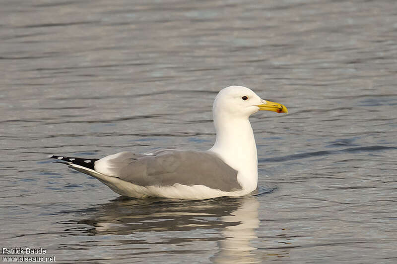 Caspian Gulladult post breeding, pigmentation, swimming