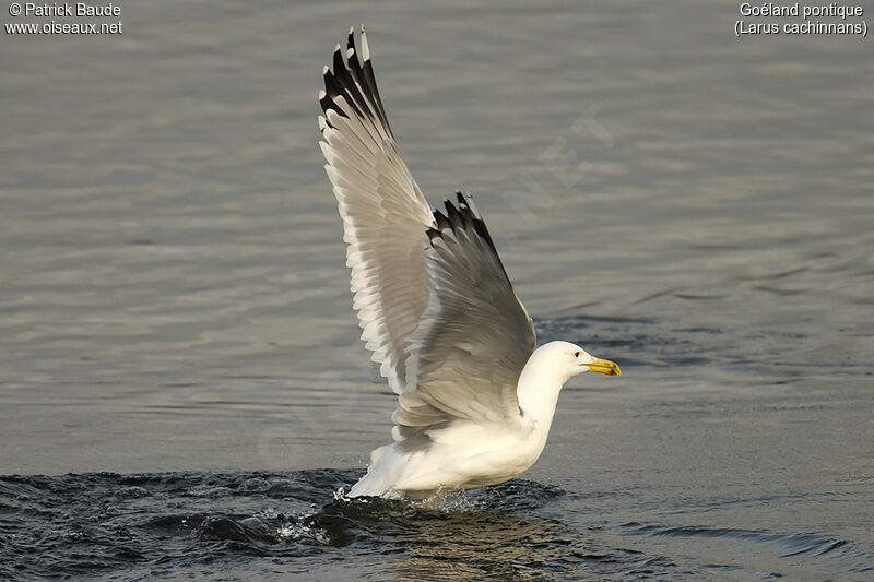 Caspian Gulladult, identification