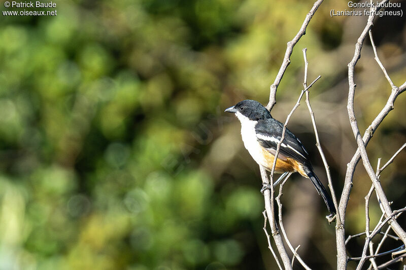 Southern Boubou male adult