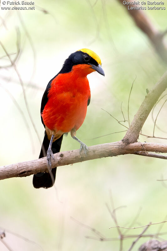 Yellow-crowned Gonolekadult, identification