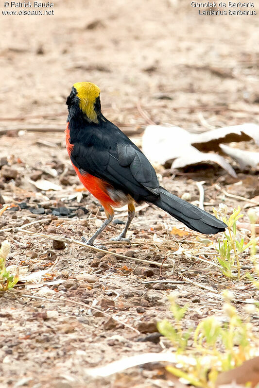 Yellow-crowned Gonolekadult, identification