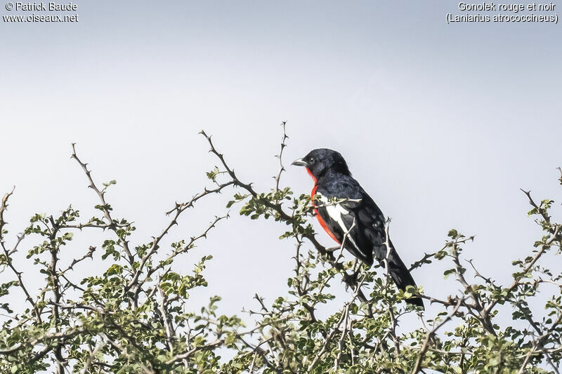 Crimson-breasted Shrikeadult