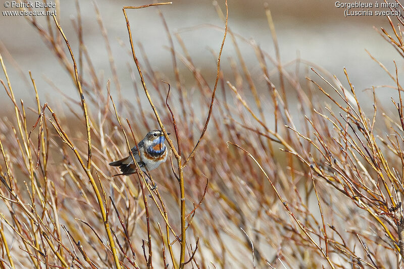 Bluethroat male adult