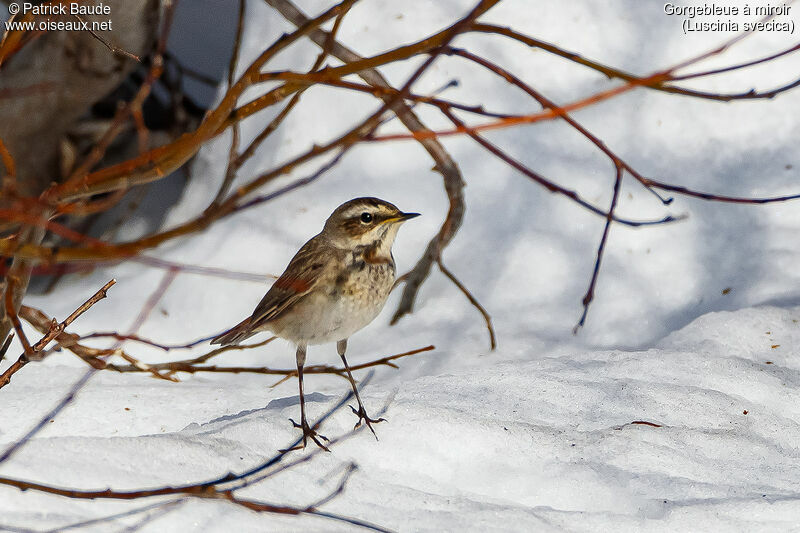 Bluethroat female adult