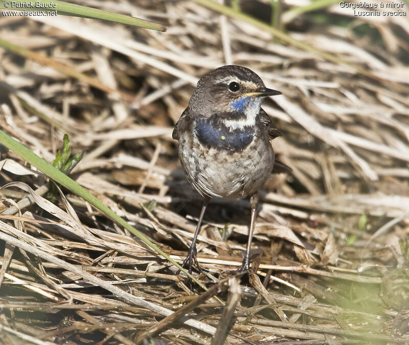 Bluethroat female, identification