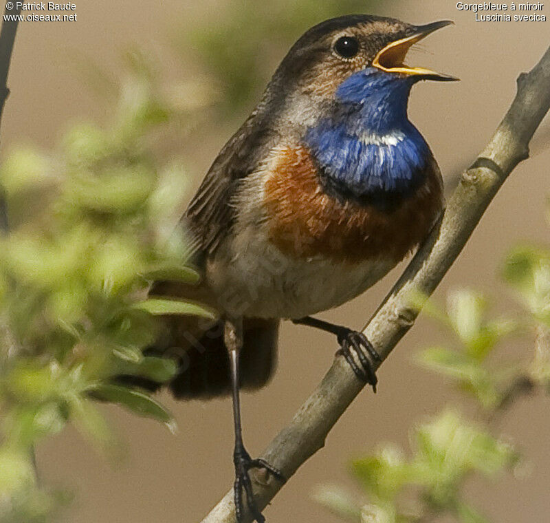 Gorgebleue à miroir mâle, identification