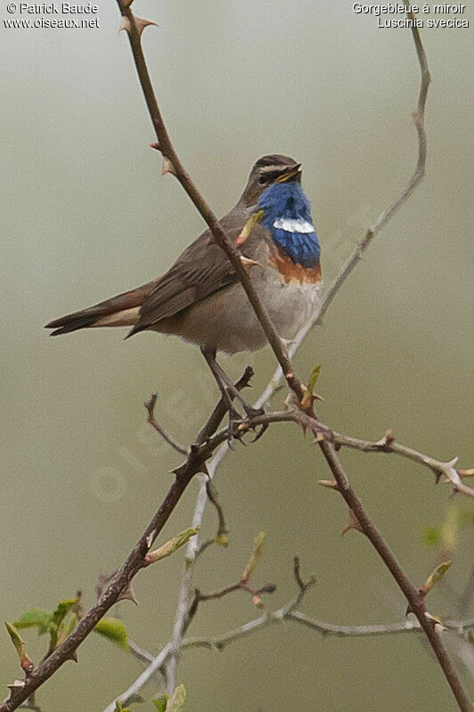 Gorgebleue à miroir mâle adulte, identification