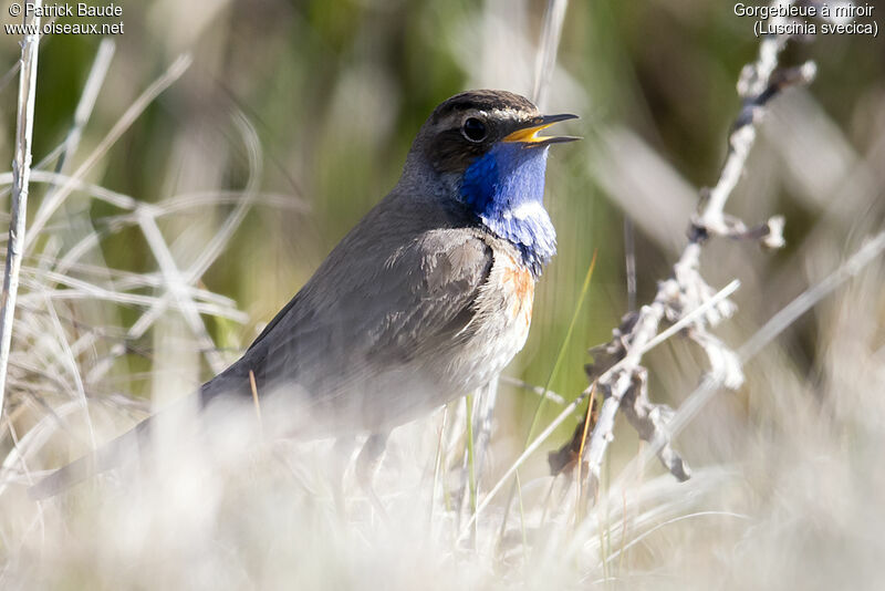 Bluethroat male adult breeding, identification