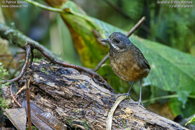 Moustached Antpittaadult