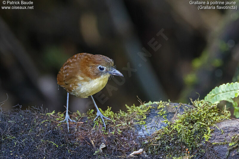 Yellow-breasted Antpittaadult