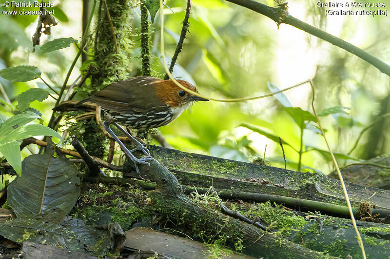 Chestnut-crowned Antpittaadult