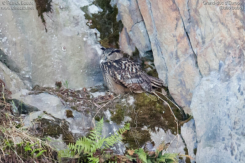 Grand-duc d'Europeadulte, identification