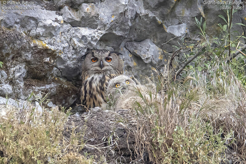 Eurasian Eagle-Owl, identification