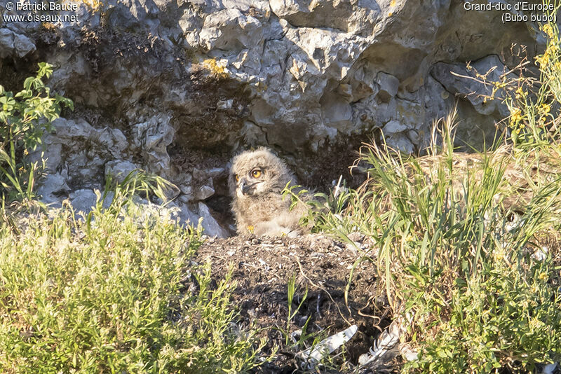 Eurasian Eagle-OwlPoussin, identification