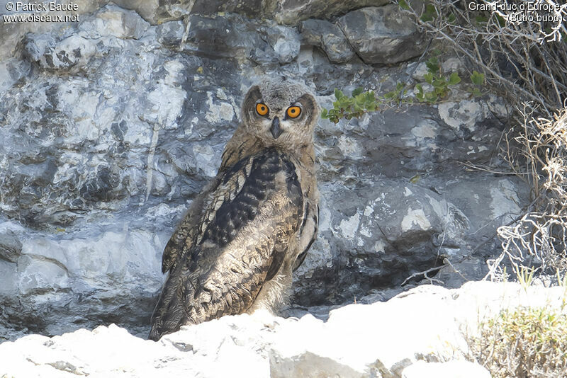 Grand-duc d'Europejuvénile, identification