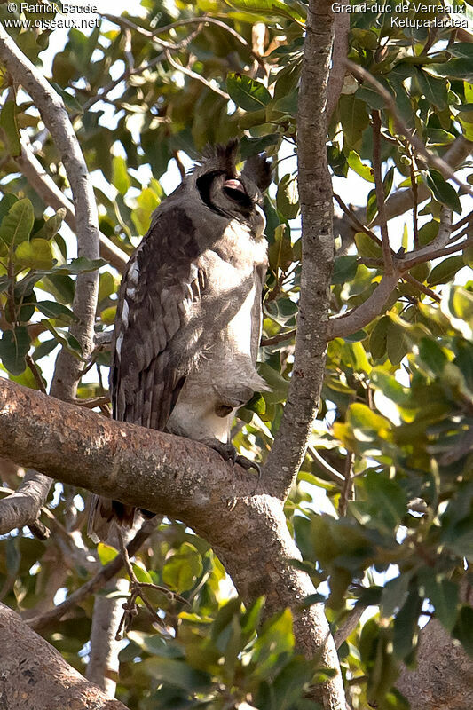 Grand-duc de Verreauxadulte, identification