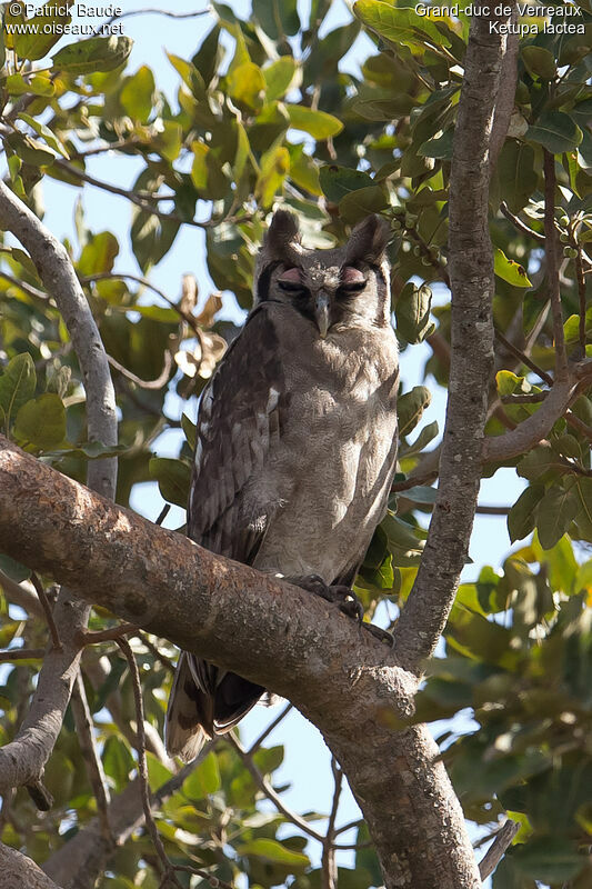 Grand-duc de Verreauxadulte, identification