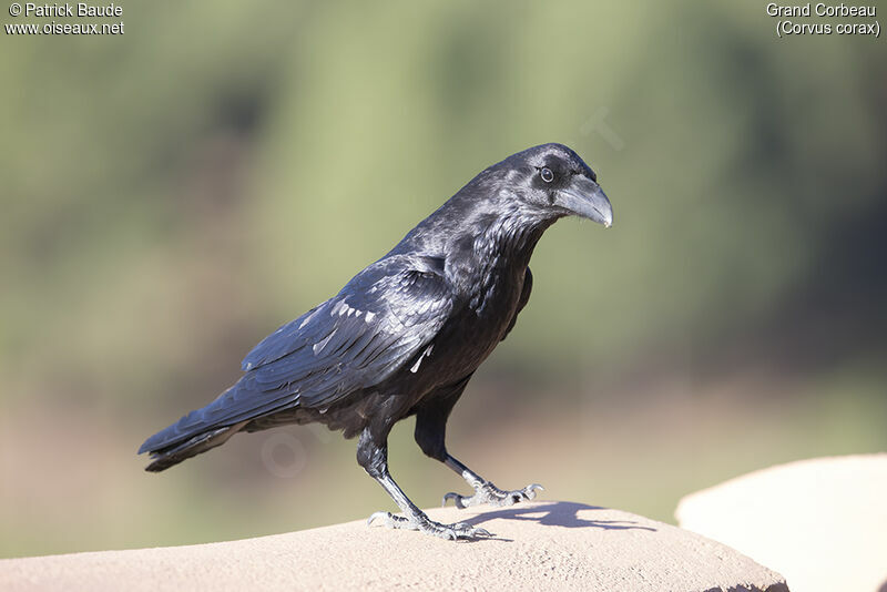 Northern Ravenadult, identification