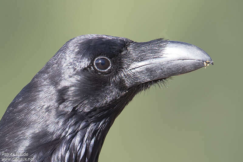 Grand Corbeauadulte, portrait