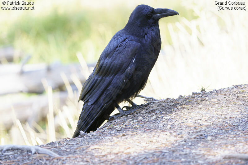 Northern Ravenadult