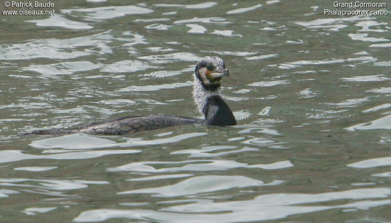 Grand Cormoran mâle, identification