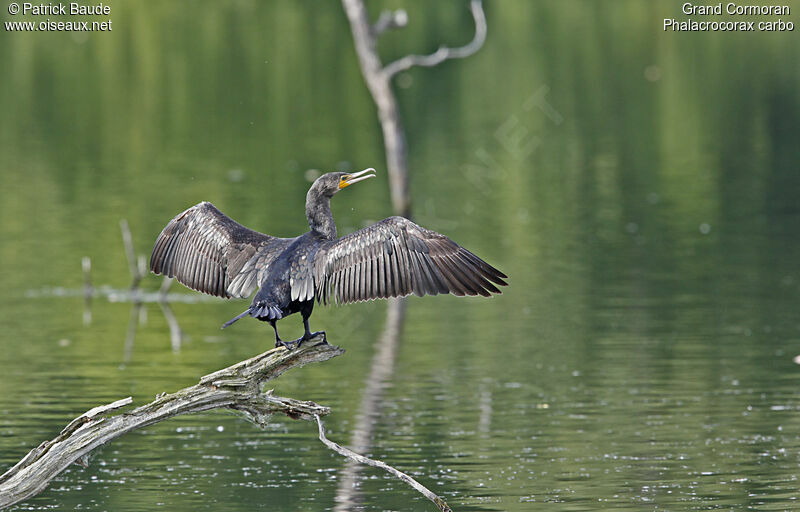 Grand Cormoran, identification, Comportement