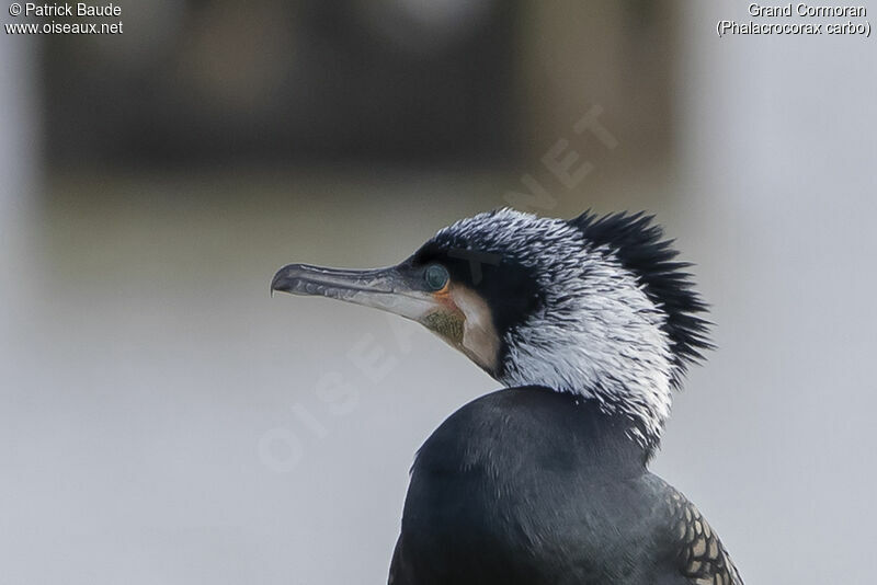 Great Cormorantadult breeding, close-up portrait