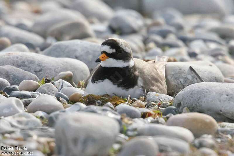 Common Ringed Ploveradult, Reproduction-nesting, Behaviour