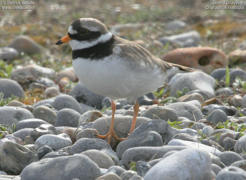 Common Ringed Plover