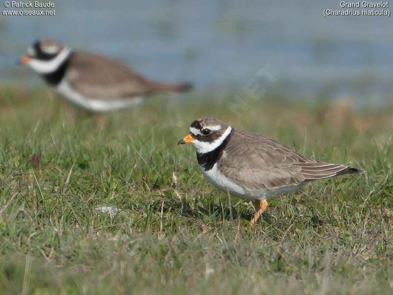 Common Ringed Plover, identification