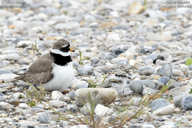 Common Ringed PloverPoussin, identification