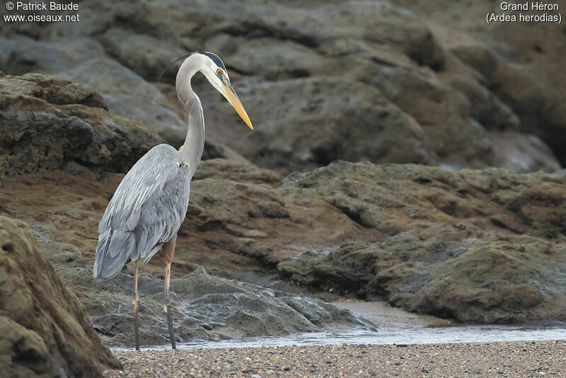 Grand Héronadulte, identification