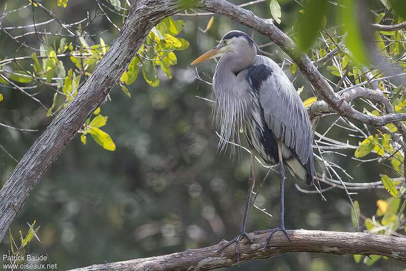 Grand Héronadulte nuptial, identification