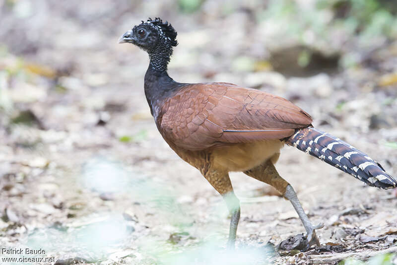 Grand Hocco femelle adulte, identification