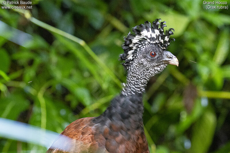 Great Curassow female adult