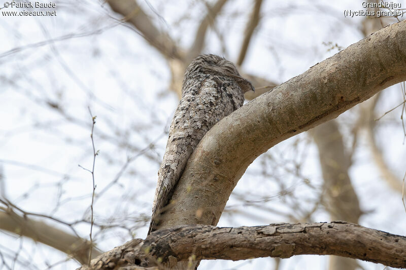 Great Potoo