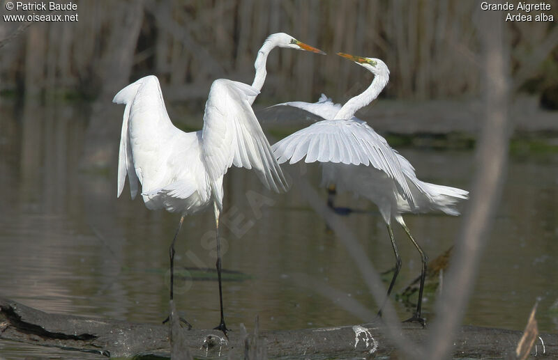 Grande Aigrette , Comportement