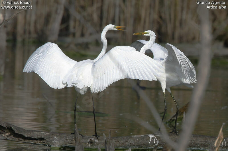 Grande Aigrette adulte, Comportement