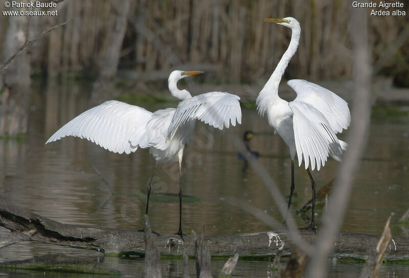 Grande Aigrette adulte, Comportement