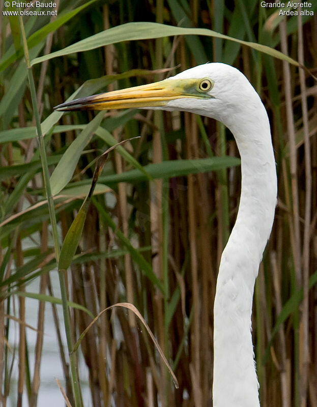 Great Egretadult, identification