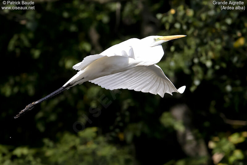 Great Egretadult post breeding, Flight